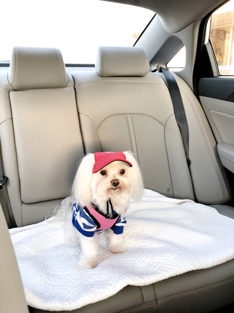 Maltease狗. .图片下载