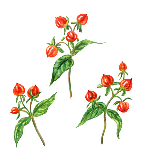 金丝桃属植物,水彩图片下载