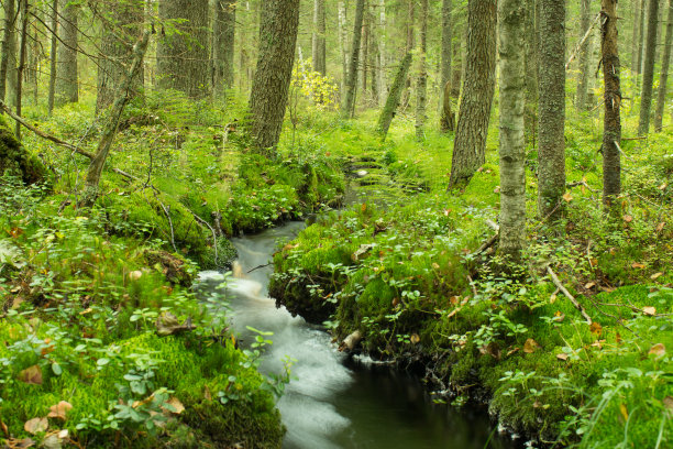 溪流在郁郁葱葱的森林里图片下载