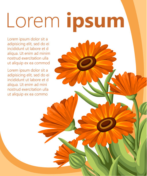 矢量插图金盏花花在白色的背景。在草图风格的草药网站页面和移动应用程序设计图片下载