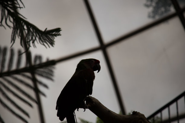 鹦鹉侧影栖息图片下载