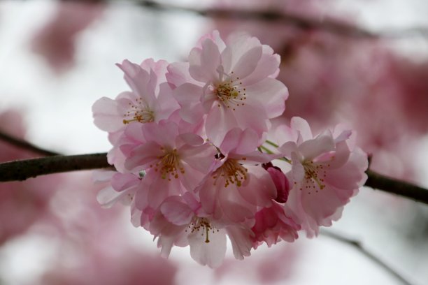 春天的时候，一棵树上开满了粉红色的李子树图片下载