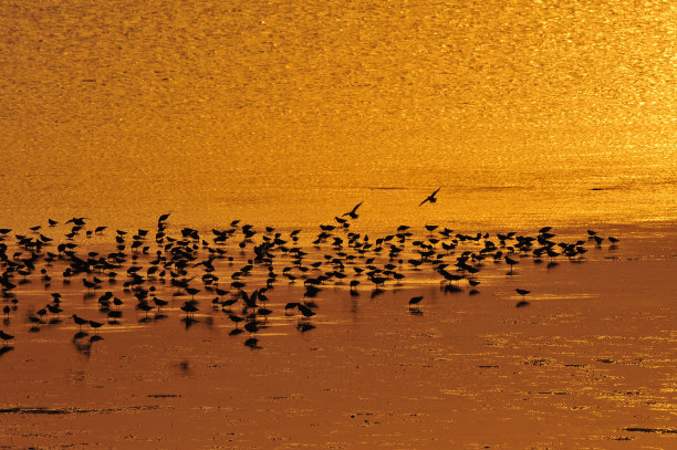 大海鸟素材图片