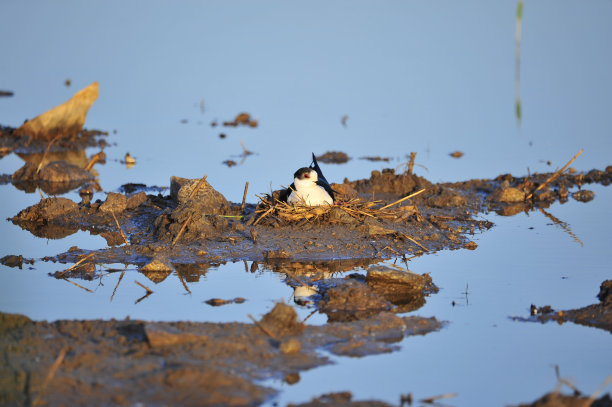 大海鸟素材图片