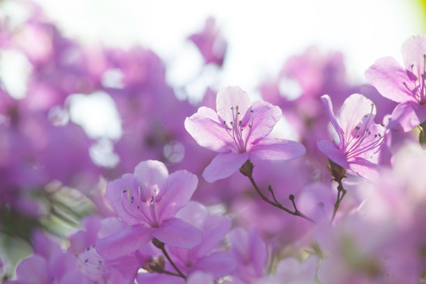 杜鹃纹理素材图片