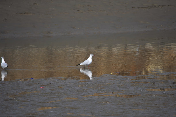大海鸟素材图片