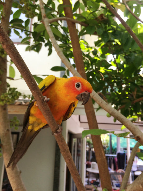 动物/野生动物图片下载