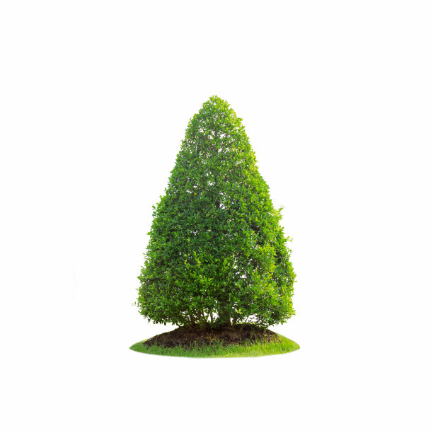 树与绿草隔离图片下载