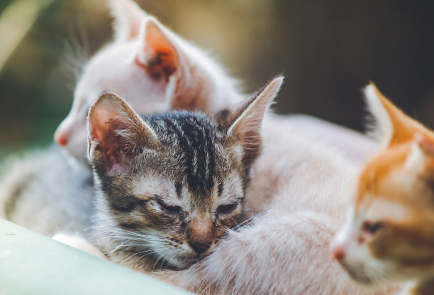 近距离看，屋顶上生病的小猫。图片下载