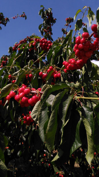 樱桃在Jerte山谷图片下载