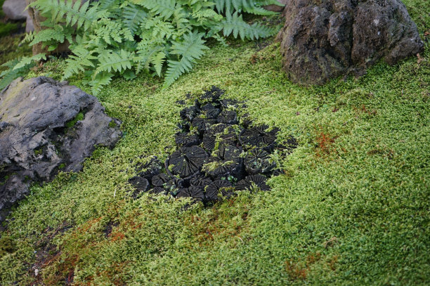 日本苔藓花园图片下载