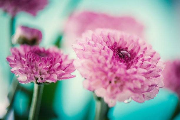 复古的粉红色白色菊花素材图片