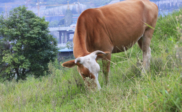 牛在草地上吃草素材图片