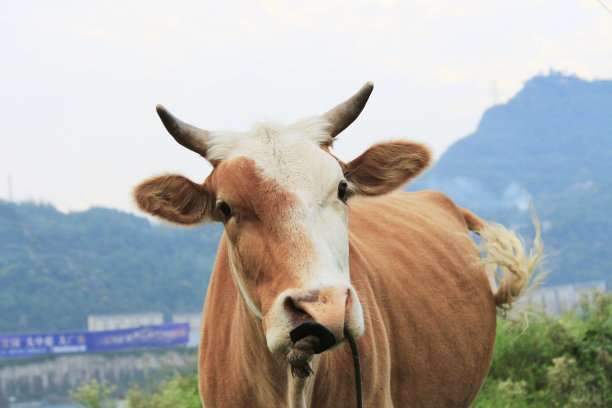 牛在草地上吃草素材图片