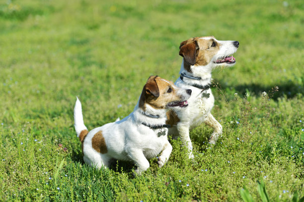 两只杰克罗素梗犬在公园里玩耍图片下载