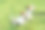 两只杰克罗素梗犬在公园里玩耍图片下载