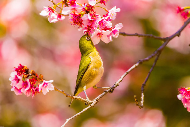 日本白色的眼图片下载