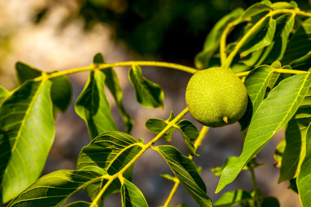 胡桃树素材图片