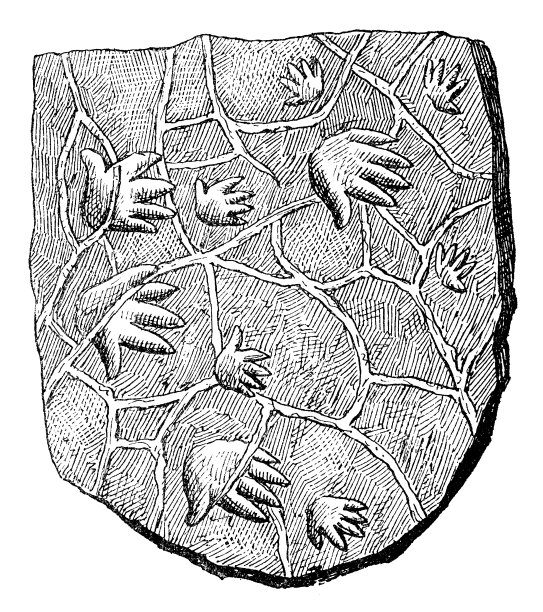 手兽化石足迹图片下载