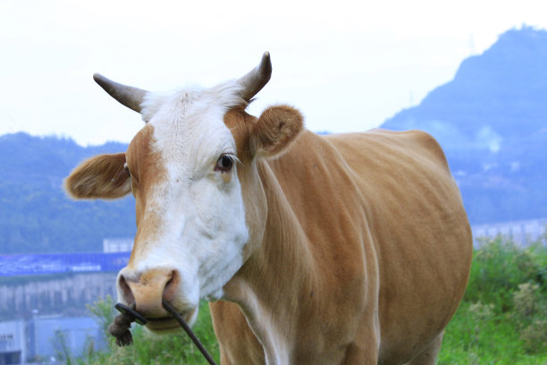 牛在草地上吃草素材图片