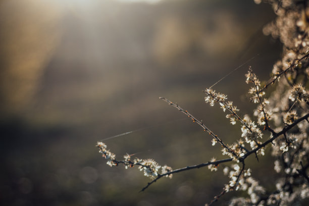 柔焦下的樱花或梅花与金色阳光素材图片
