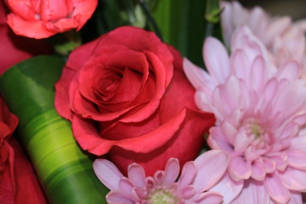 春意盎然，美丽的红色玫瑰花束图片下载