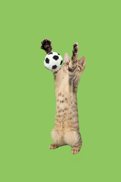 猫守门员在绿幕上图片下载