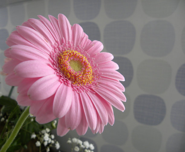 粉红春天花图片下载