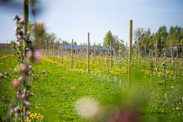 年轻的苹果园图片下载