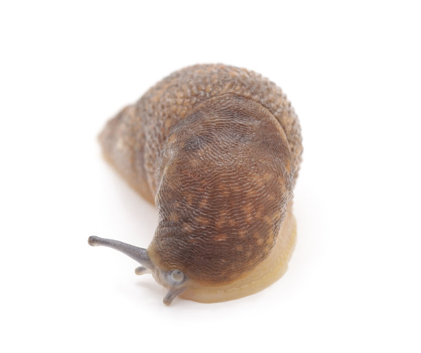 一个棕色的蜗牛。图片下载