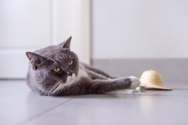 英国短毛猫和它的帽子图片下载