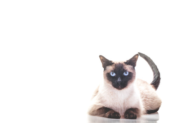 暹罗猫素材图片