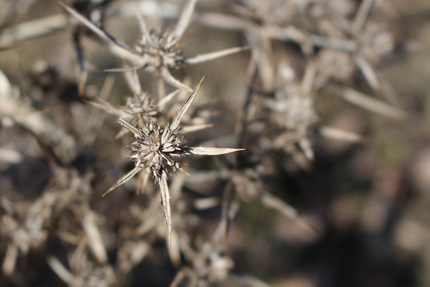 枯萎的杏田微距照片。场刺芹花图片下载
