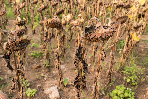 一片凋谢的向日葵田素材图片