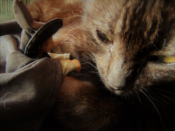 “齿”就是“齿”图片下载