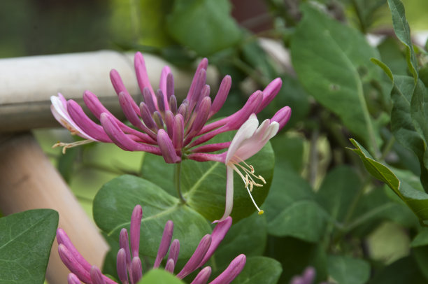 红色欢迎植物图片下载