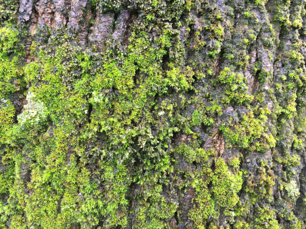 挪威枫树在花-四月图片下载