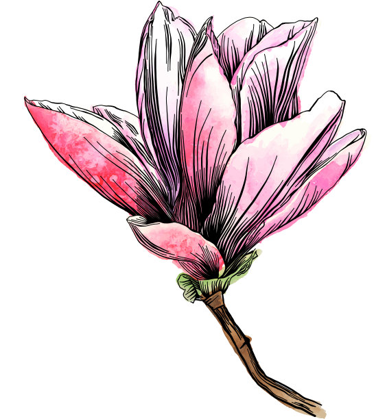 一幅玉兰花水彩元素的笔墨画图片下载