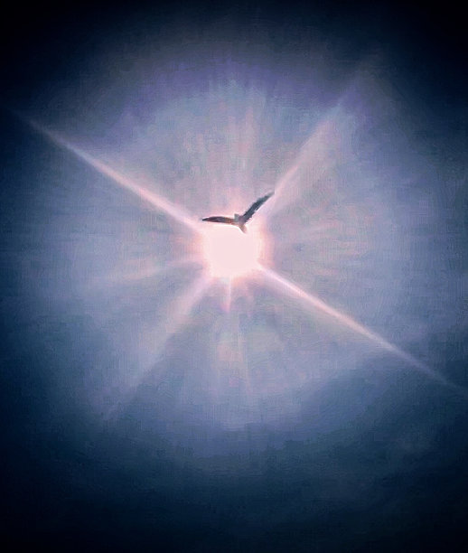 一只小鸟在灿烂的阳光下飞翔图片下载