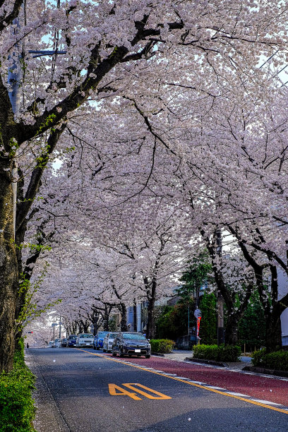 美丽的粉红色樱花盛开在东京市郊的一条道路两旁。图片下载
