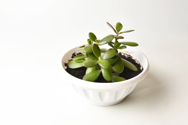 多汁室内植物紫苏在一个盆中，在白色的背景图片下载