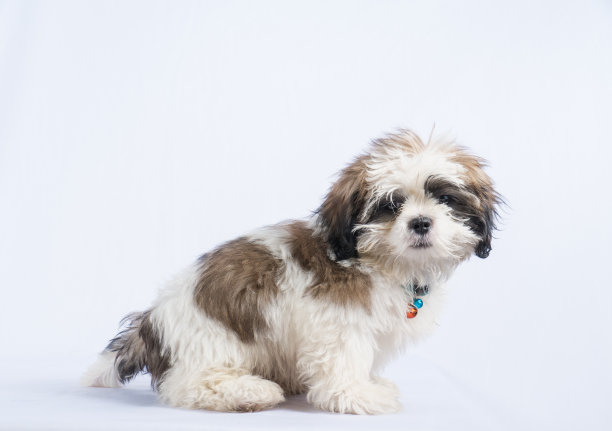 狗狗在白色的背景上，图片下载