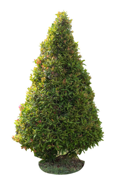 树孤立在白色和背景与裁剪路径图片下载