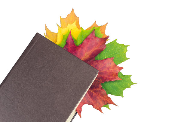 一本嵌有树叶的书孤立地躺在白色的背景上图片下载