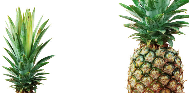 白色背景上的菠萝。图片下载
