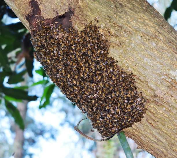 树上的蜂箱图片下载