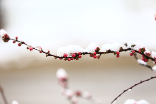 桃花开了，雪景了图片下载