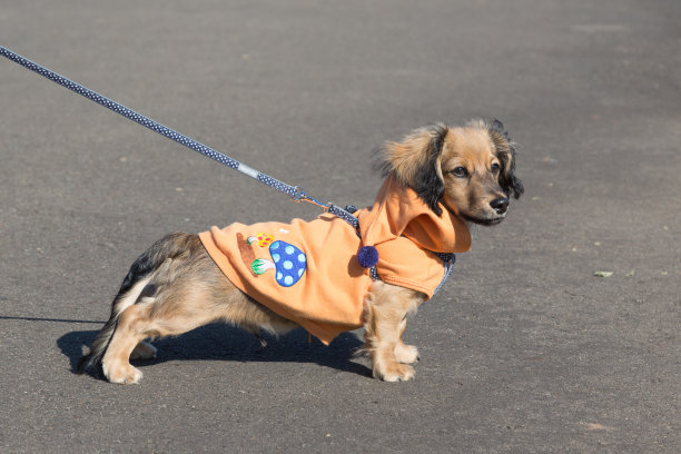 我叫诺亚图片下载