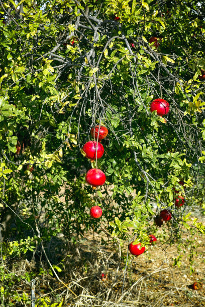 石榴树成熟的石榴。图片下载