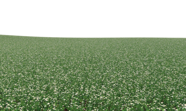 草和黛西图片下载